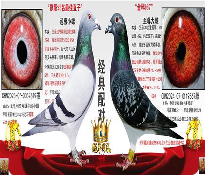 实战精品配对1(二年内不发挥随时调换)