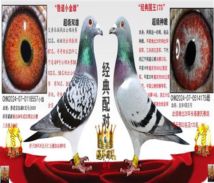 实战精品配对2(二年内不发挥随时调换)