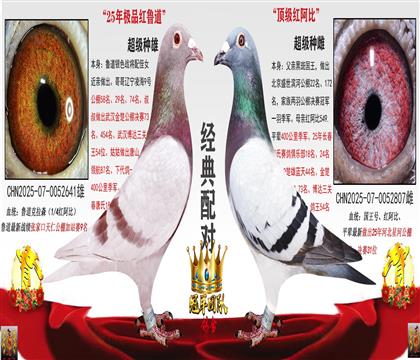 实战精品配对3(二年内不发挥随时调换)