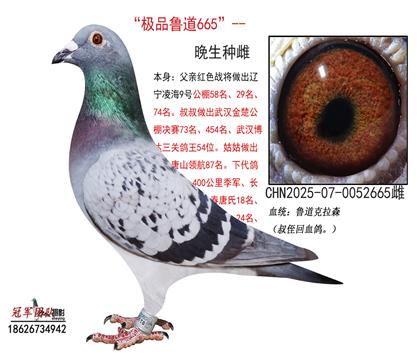 0元分享一羽老雄回血晚生665