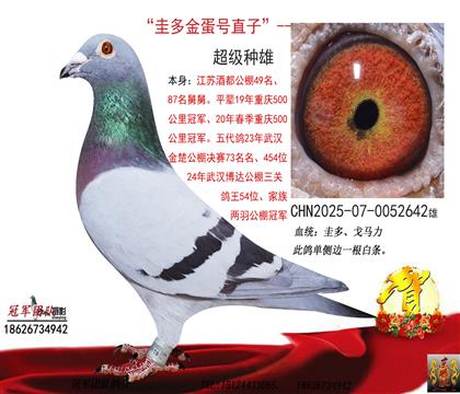 圭多金蛋号直子(酒都决赛49名舅舅)