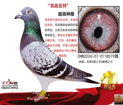 焦元波瓦特金母X国王号