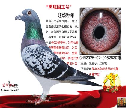 多关黑斑国王号