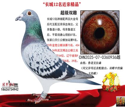 鲁道回血(同父异母配)