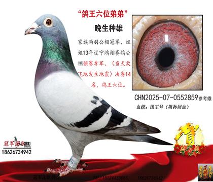 国王号回血(公棚季军、鸽王六位弟弟)