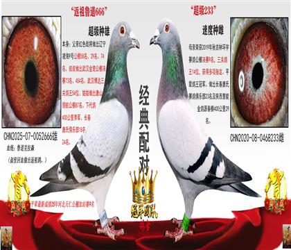 鲁道回血666配对