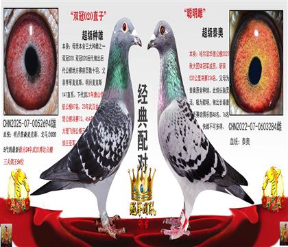 双冠020直子配对