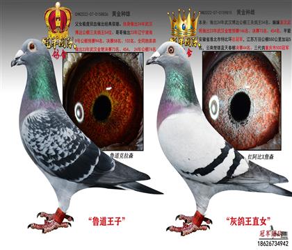 武汉博达公棚三关鸽王54位父母
