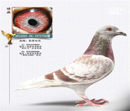 ���ǲ��ˣ��ú��ֱ��x���ض�006��Ů760