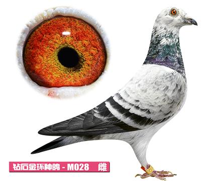 ��˹��-��Ӱ����M028