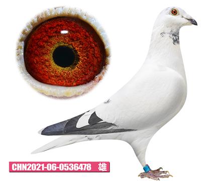 ����ɭ-С��478