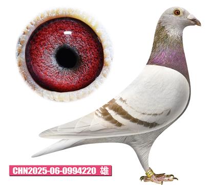 ���ǲ���-���ض�220