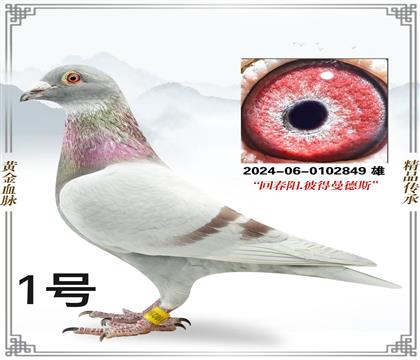 �ش������˵�����˹849