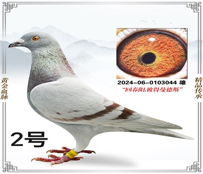 �ش������˵�����˹044