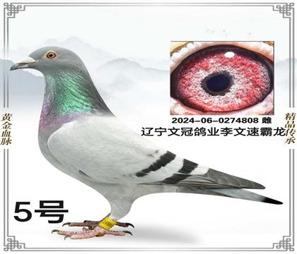 �����Ĺڸ�ҵ-���� �ٰ���808