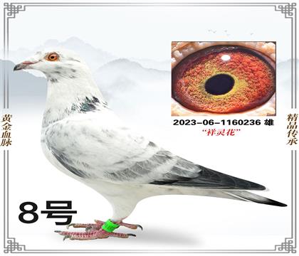 ���������Է236