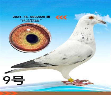 �������黨��Ѫ����028