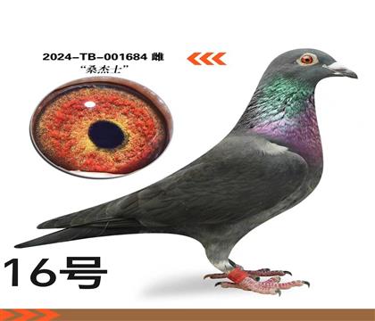 ��ɫɣ��ʿ684