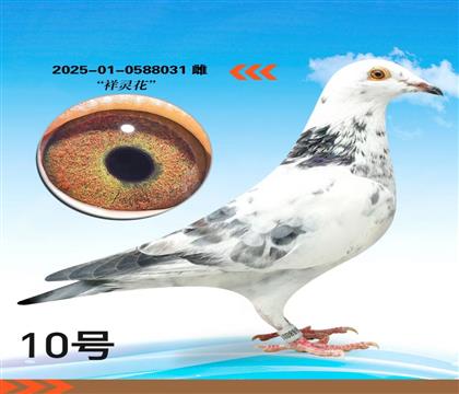 �������黨�����ָ�031