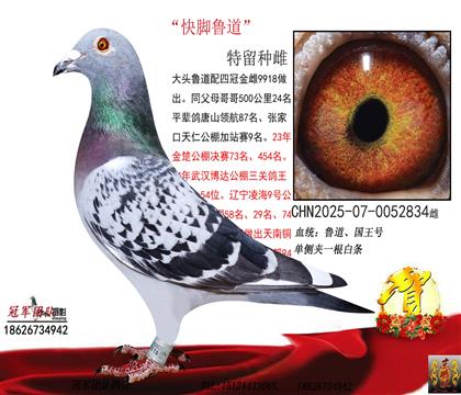 拍多送此鸽(500公里24名全妹)