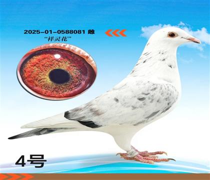 ���黨��Ѫ�����ָ�081