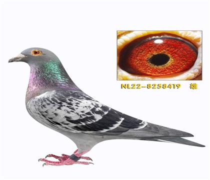 ��ķ˹���Ӱ��ǿ���ͷ��״Ԫ����419