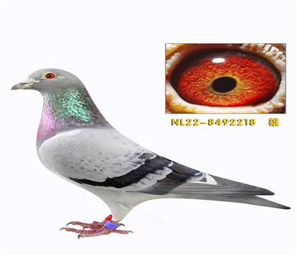 ������� ³��³�� ��ͷ����Ѫϵ218