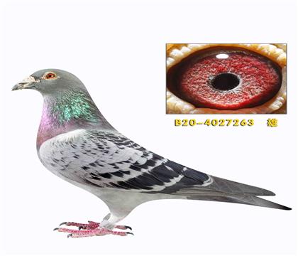 ���׵Ϸ����ֵ�263