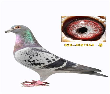 ���׵Ϸ����ֵ�364