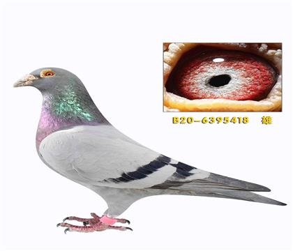 ����ά���� ��������ֱ��418