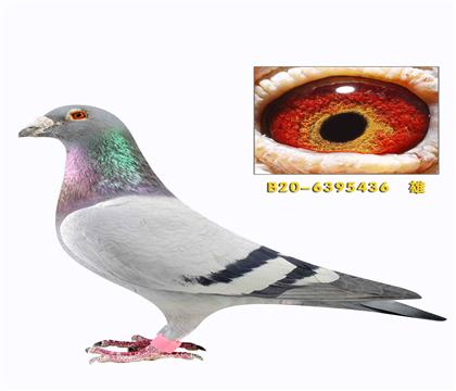 ����ά������������ȫ����ֱ��436