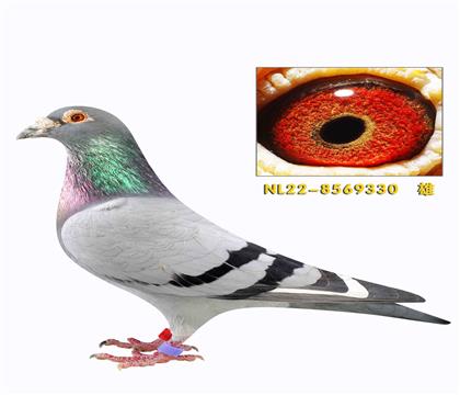 ʷ�ٷ������Ʊ�������ƥ�˻��ض�ֱ��330