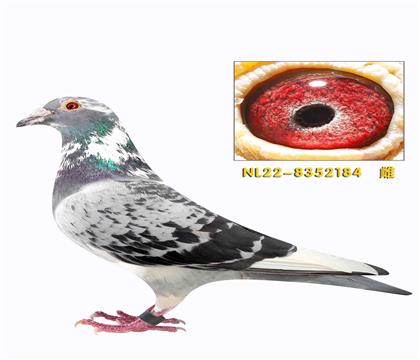 �������Ǹ��᷶�ǲ����������ֱ��184