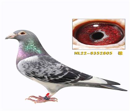 �������Ǹ�����ض�����ֱ��805