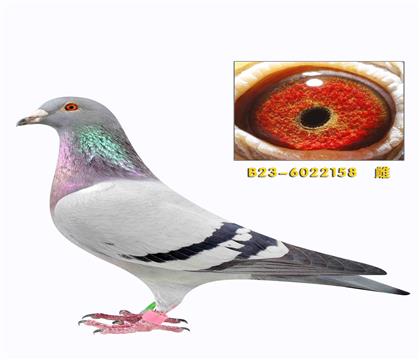 �Ų�³�������³������ֱ��Ů158