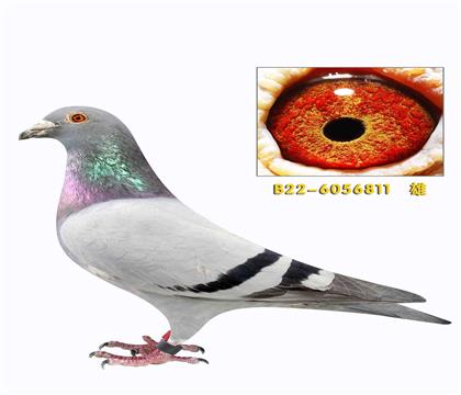 ά�պ� ������� ������ֱ��811