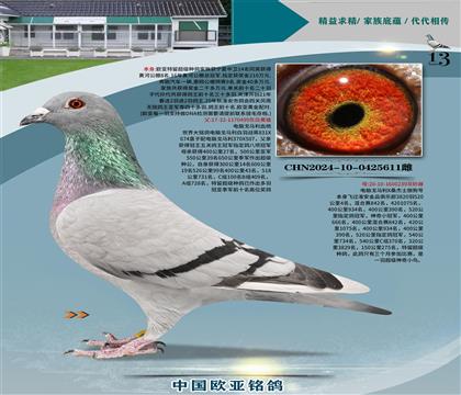 ����499XС�ھ�239�ƽ����