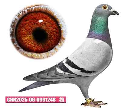 ��������-ά�ɺ�248