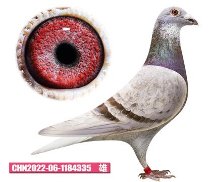 ���ǲ���-�ú��335