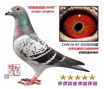 2��--��Ʒղɭ001���׻�Ѫ�ָ�0329268-��