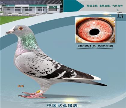 ������ֱ��855X������ֱŮ499