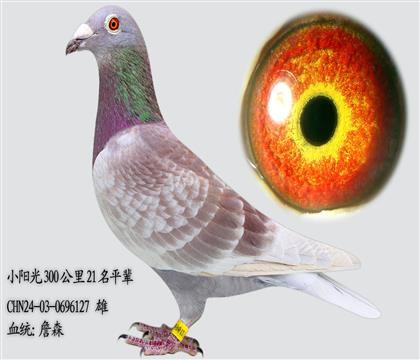 ղɭϵ ԭ��ֱ�� �������ٶ���