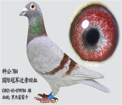 �޽ܸ��׿� �ֹ�784 ǰ���Ǵ��������߿�