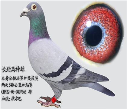 �Ҷ��� ����������