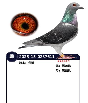 �����ָ�