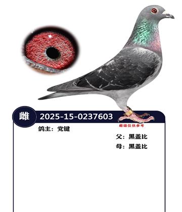 �����ָ�