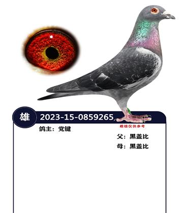 �����ָ�