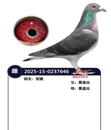 �����ָ�