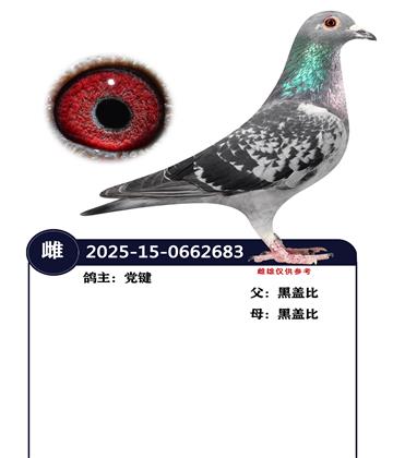 �����ָ�