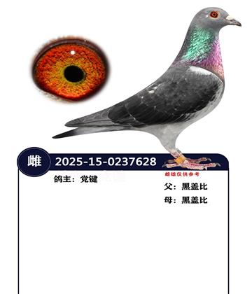 �����ָ�